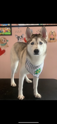 Siberian Husky – Siberian Husky (Price is negotiable)