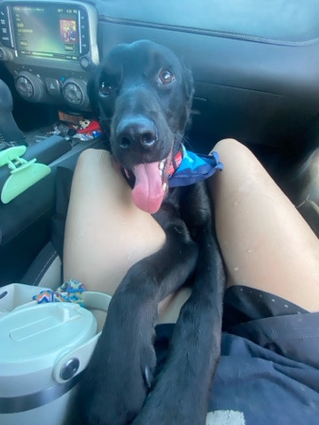 Labrador Retriever – obi