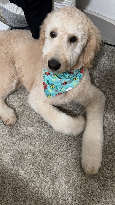 Meet Milo: The Playful Goldendoodle – Richardson