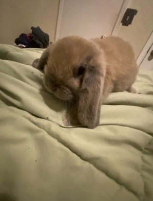 cute bunny looking for a home