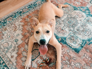 Labrador Retriever – Goose (lab/pit mix) – Vancouver