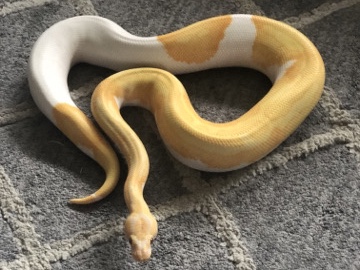 Ball Python – Ball Pythons – Renton