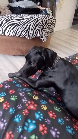 Labrador Retriever – 1 year old Labrador cross
