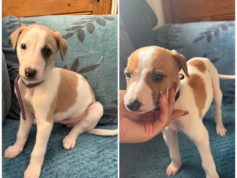 whippet puppies 