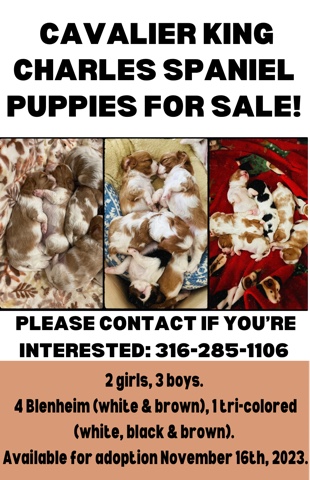 Cavalier King Charles Spaniel Puppies For Sale!