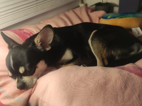 Chihuahua – Chihuahua – Frankfurt
