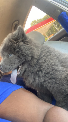 he's a really good dog just don't want him nomore