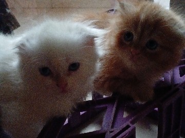 Scottish Fold – scottishfold – Ajman