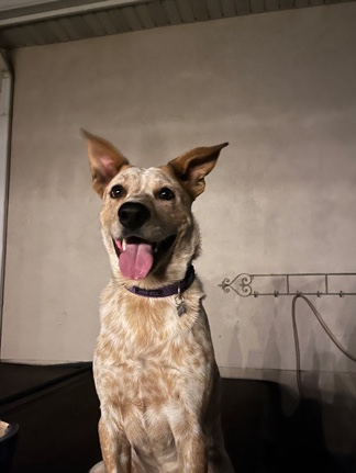 Catalan Sheepdog – tobi- red heeler