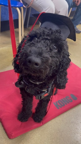 6month old black golden doodle