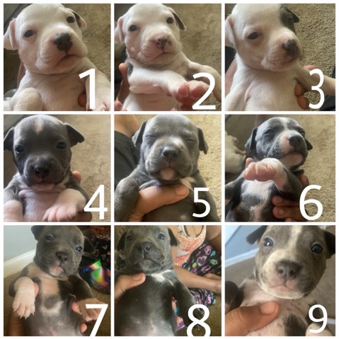 American Pit Bull Terrier – blue nose pit bulls puppies