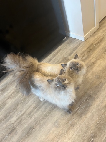 Himalayan cats