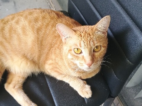Tiger And Mikey – Arlington