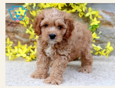 Easton- a loveable cavapoo puppy