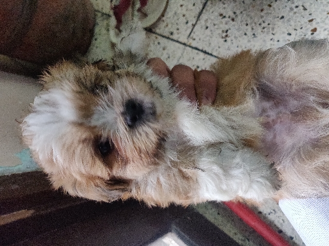 Lhasa Apso – Lhasa apso pups for sale
