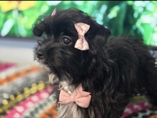 Yorkshire Terrier – Beatiful Blk Yorkie for sale – Guadalupe