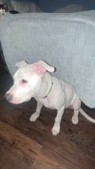 Duke