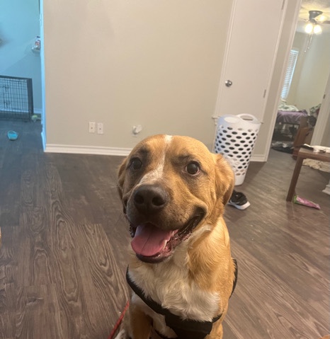 Golden Retriever – Rehome a lovable doggo