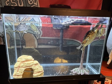 Turtle – 4 Yellow-bellied Slider Turtles – Columbus