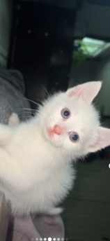 Kitten for sale
