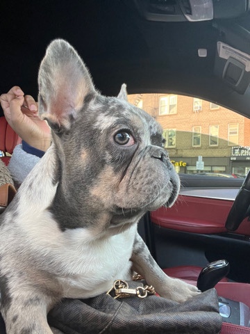 French Bulldog – Healthy Male 5 month old french bulldog