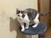 Turkish Van – female kitten – Midland