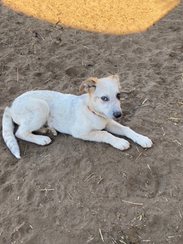 German Shepherd – he needs a home ASAP!!