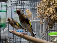 canaries & goldfinch