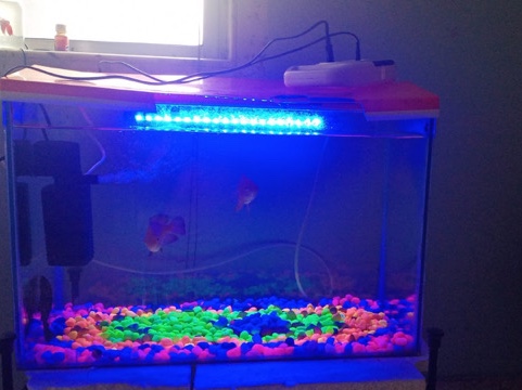 fish aquarium with pump light and Oscar fish