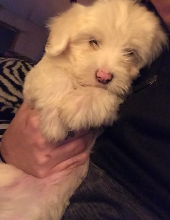 Maltese – Maltichon puppies