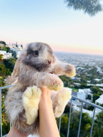 Holland Lop – Male Holland lop bunny