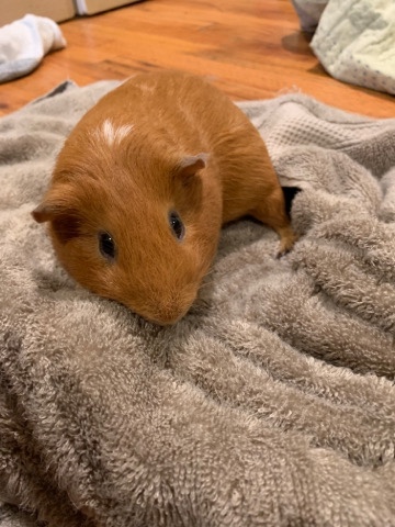 guinea pig – Guinea pigs