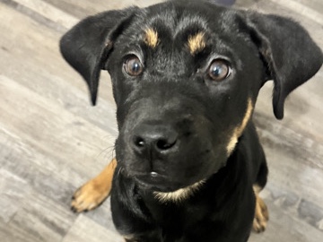 Rottweiler - Sweet Rottweiler! available for adoption in Dallas