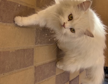 All - الاحساء الهفوف available for adoption in Riyadh