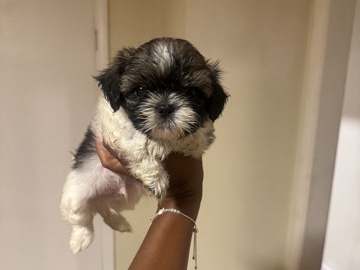 Shih Tzu – Shihtzu ready – Kenner