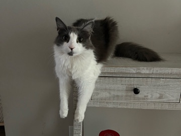 Rehomer Cat – Sparks
