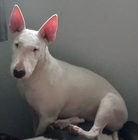 Bull Terrier