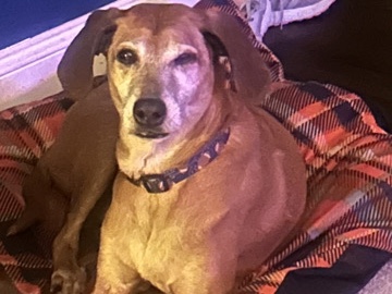 Energetic, older dog looking for love 