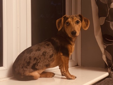 Dachshund – Poppy – London