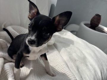 Chihuahua – Male chihuahua/ Australian Shepard mix – Fellsmere