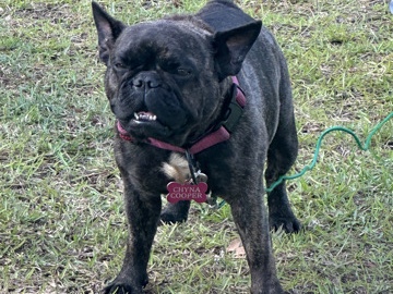 French Bulldog -  Frenchie (Female) available for adoption in Columbia