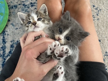 two male kittens! – Edgewood