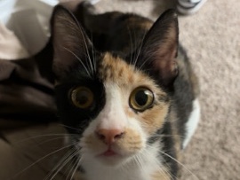Rehome Calico Cat – Tustin