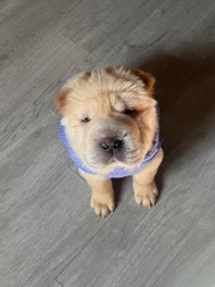 *puppy in need for forever home