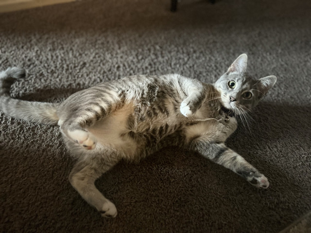 Kenny !!! He needs a lovely owner!