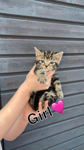 Bengal – kittens