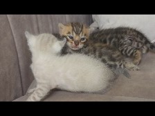 Bengal – Snow bungalow is a cat with 3 kittens