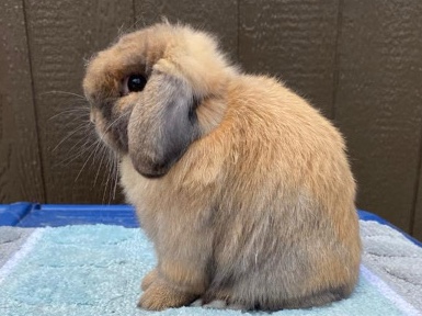 Holland lop rabbit / bunny