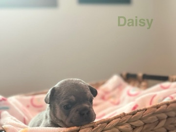 French Bulldog – Lilac Frenchies – Fort Wayne