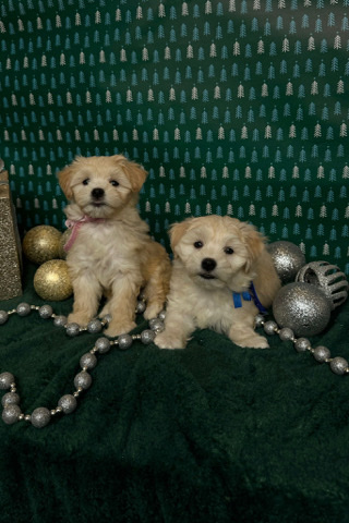 Maltipoo Welpen